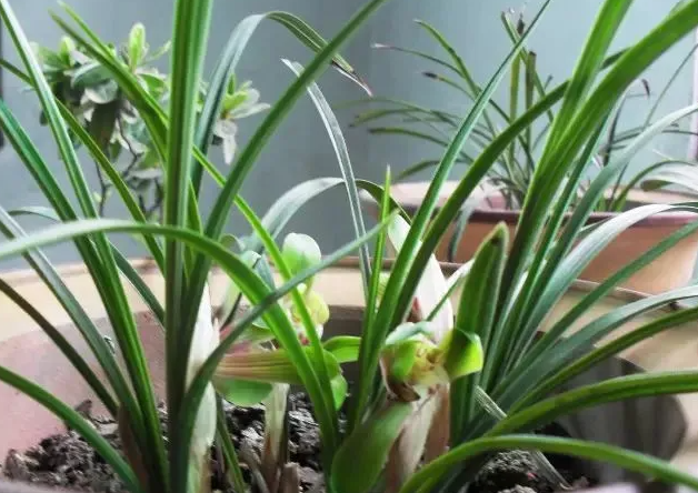 草木灰可以浇兰花吗