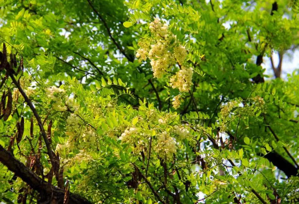 学校适合种什么树
