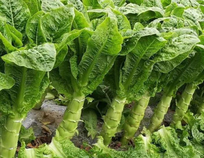 阳台适合种什么菜