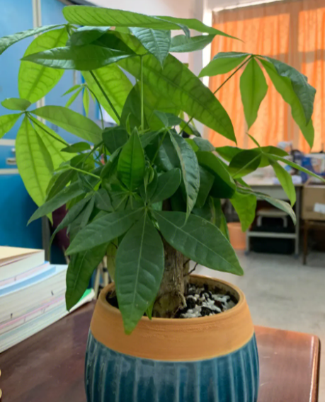洗米水可以浇发财树吗
