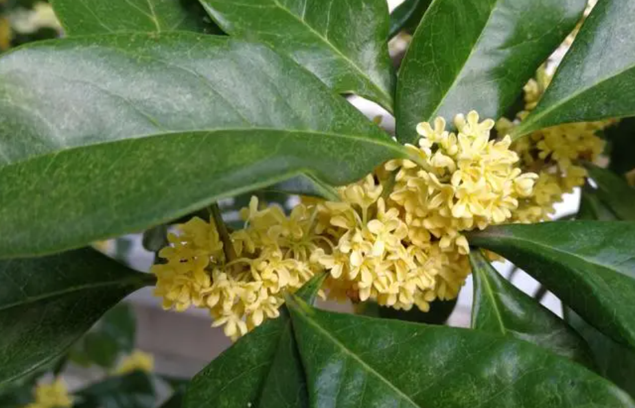 桂花开花温度多少度