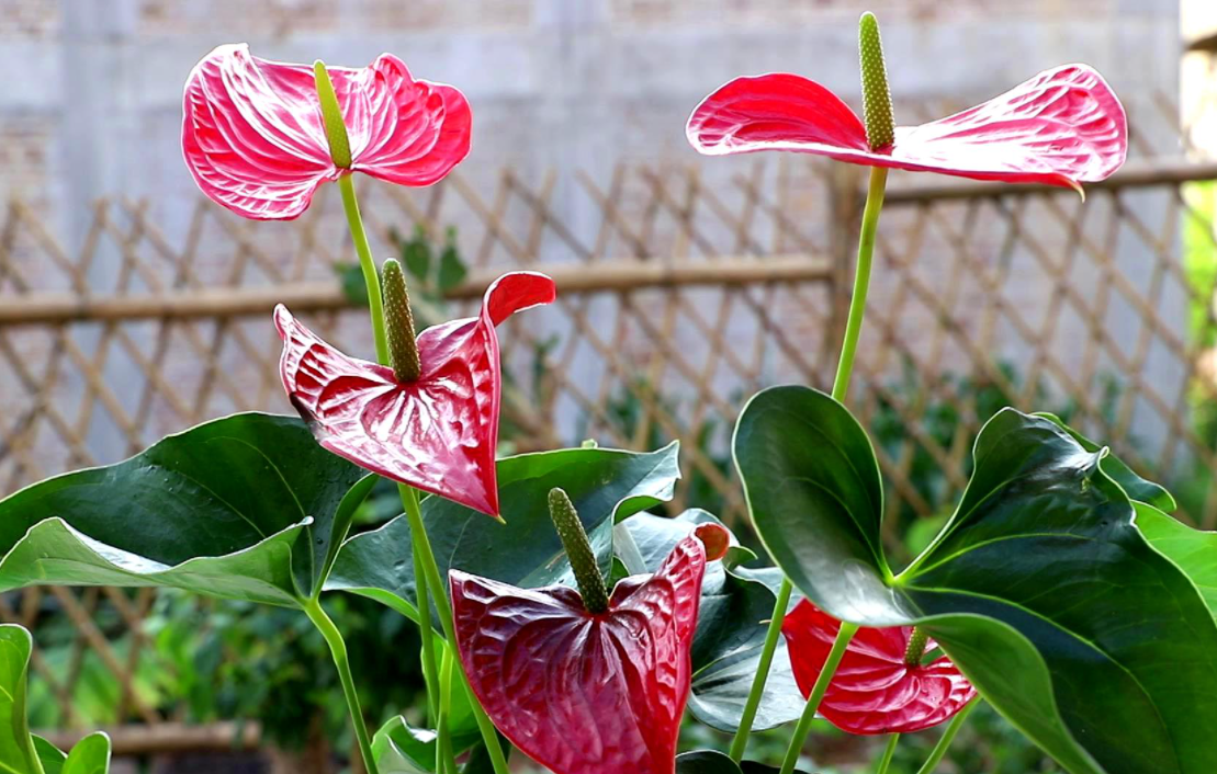 红掌开完花怎么办
