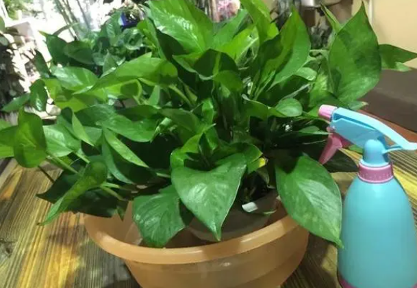 多菌灵可以浇绿萝吗