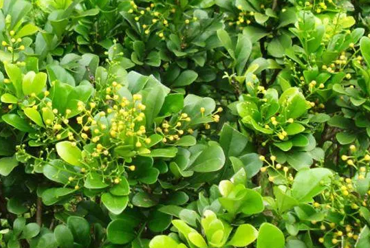 啤酒兑水可以浇米兰吗