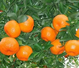 盆植果木怎么种?