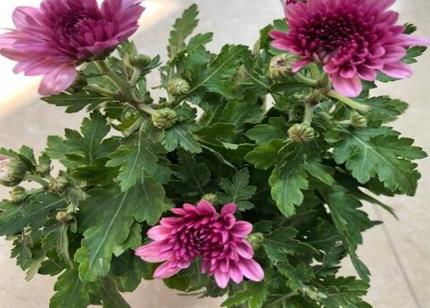 菊花要经常浇水吗