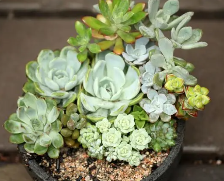 香蕉皮泡水可以浇多肉植物吗