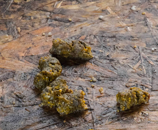 狗屎可以直接做花肥吗