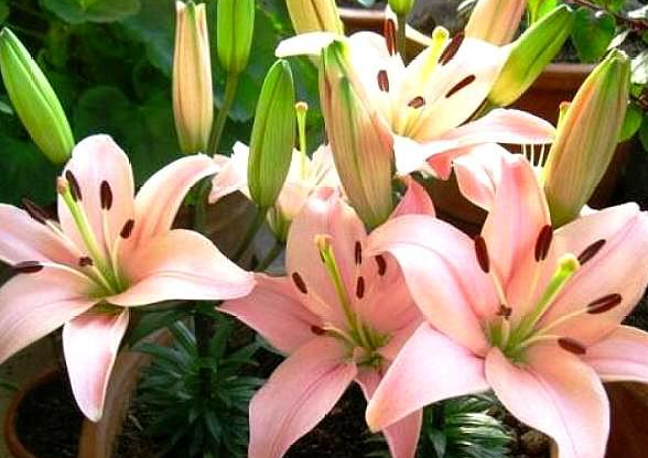百合花要经常浇水吗