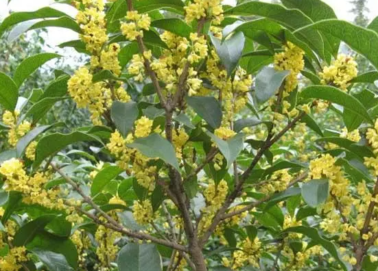 啤酒兑水可以浇桂花树吗