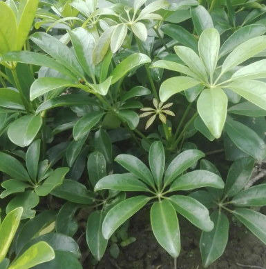 鸭脚木要经常浇水吗