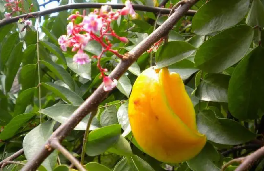 黒蕊杨桃是自花授粉吗