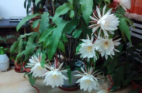 昙花要经常浇水吗