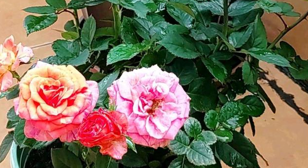 月季花要经常浇水吗