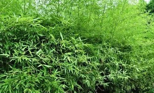 竹子要经常浇水吗