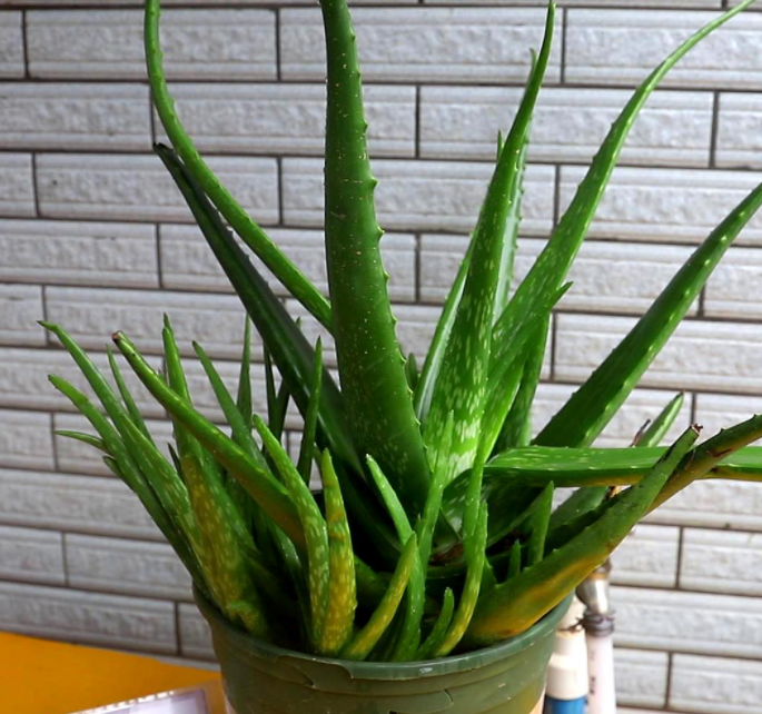 芦荟要经常浇水吗