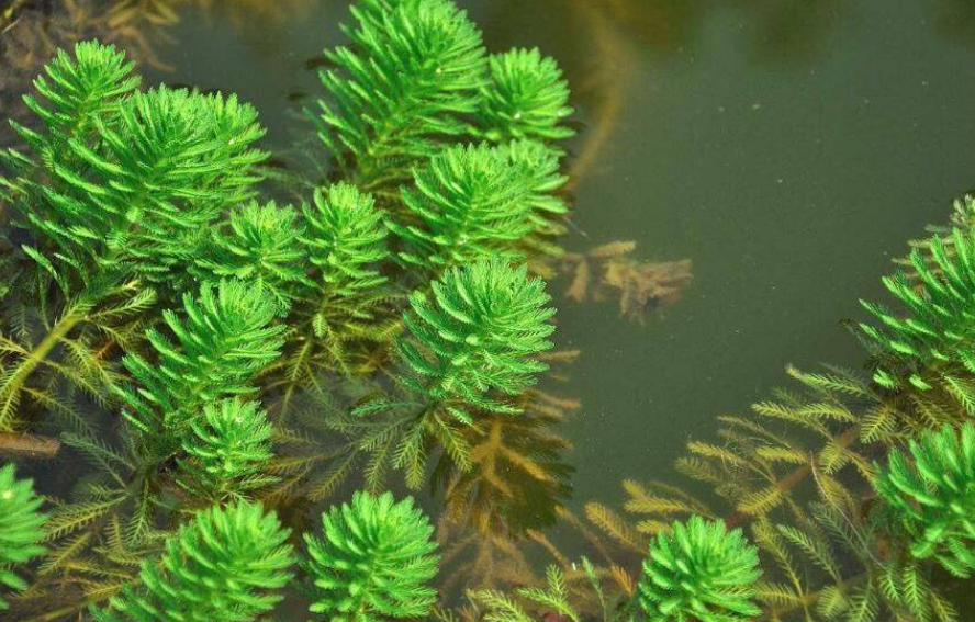 水草用什么水养好