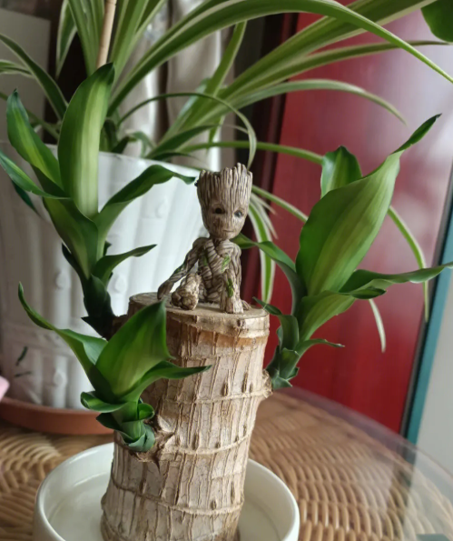 巴西木喜光吗