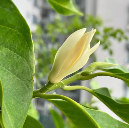 白兰怎么养才能开花多