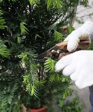 红豆杉冬天可以剪枝吗