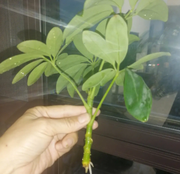 鹅掌柴可以插枝吗