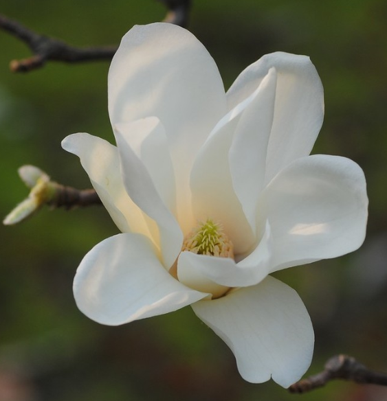 白玉兰怎么养才能开花多