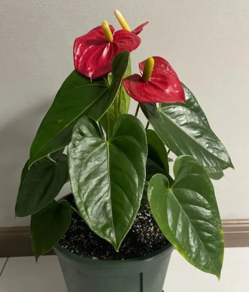 红掌怎么养才能开花多