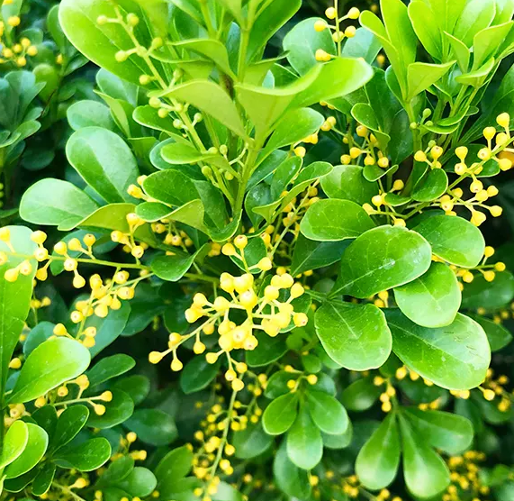 米兰花可以插枝吗