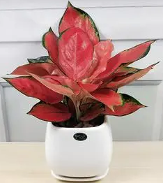 红如意可以用水养吗