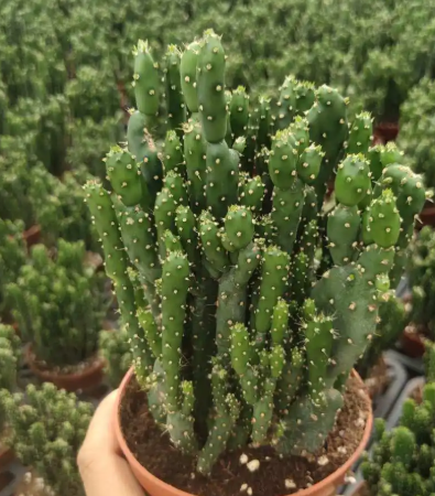 招财手怎么养才能开花多