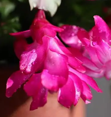 蝎子莲怎么养才能开花多
