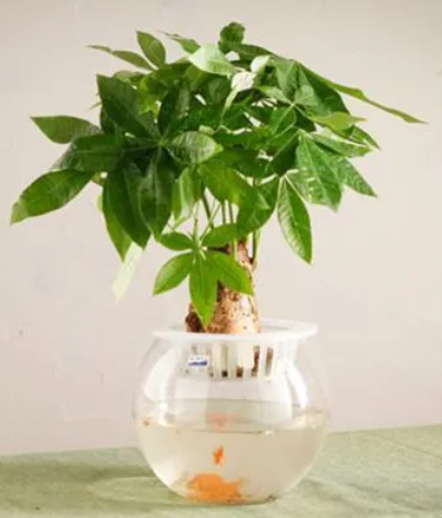 发财树可以用水养吗