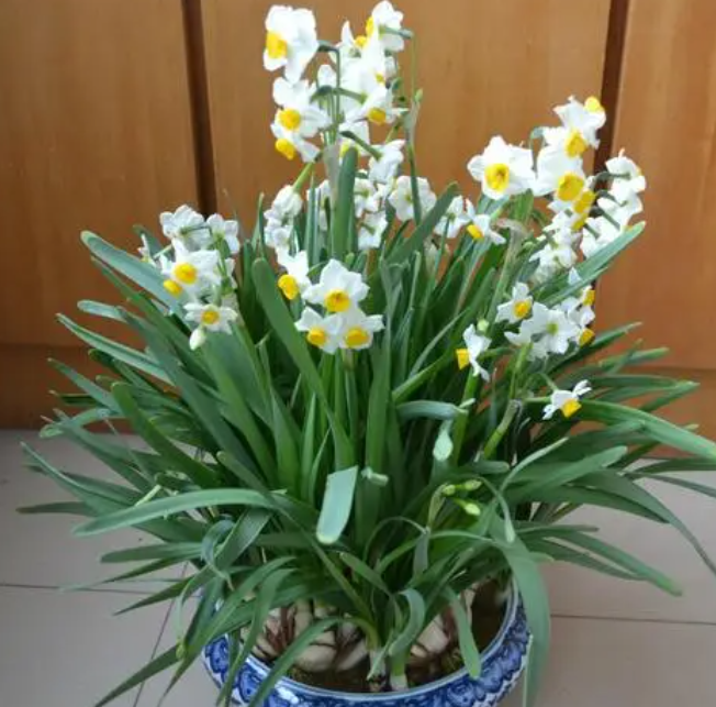 孕妇可以养水仙花吗