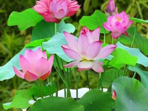 碗莲怎么养才能开花多