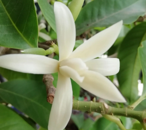 白兰花冬天可以剪枝吗