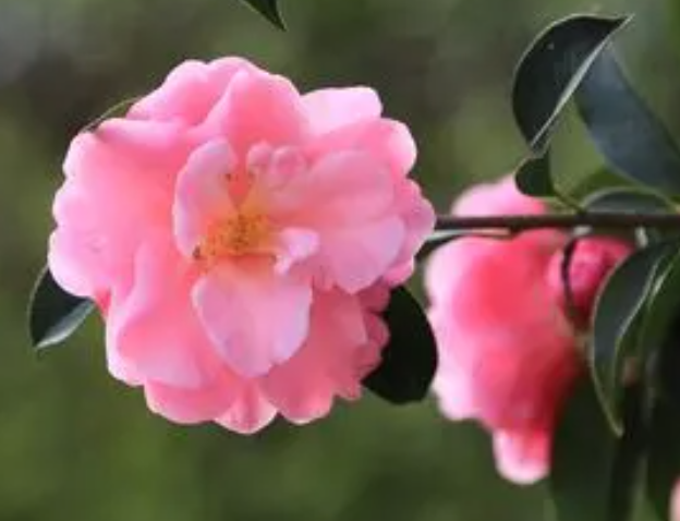 山茶花不长叶子怎么办