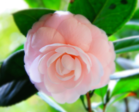 茶花可以用水养吗