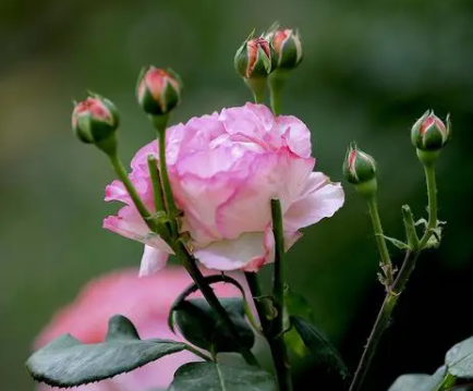孕妇可以养月季花吗