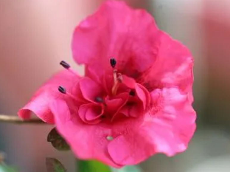孕妇可以养杜鹃花吗