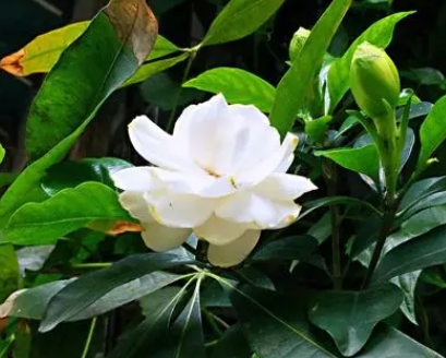 孕妇可以养栀子花吗