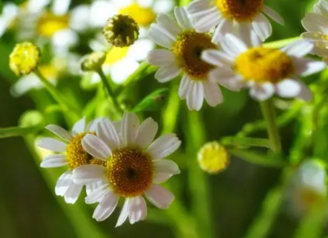 孕妇可以养洋甘菊花吗