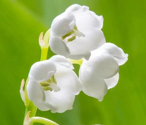 铃兰花可以用水养吗