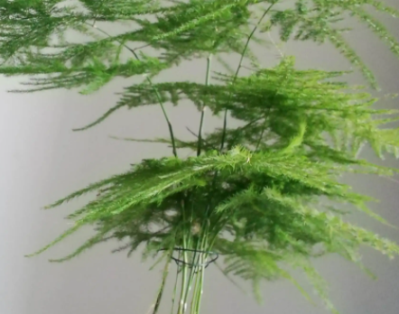 文竹可以用水养吗