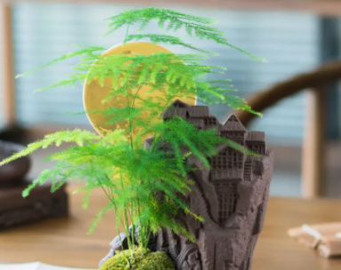 维生素c可以浇文竹吗