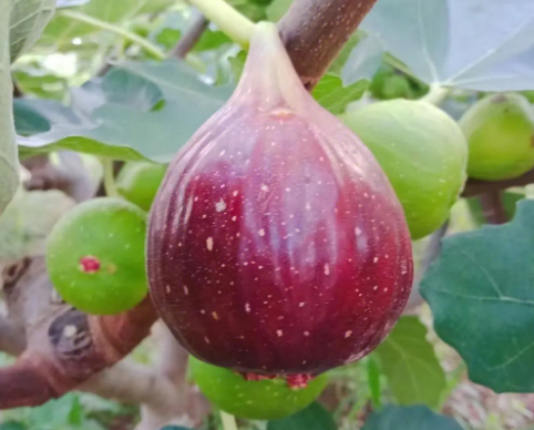 无花果不长叶子怎么办