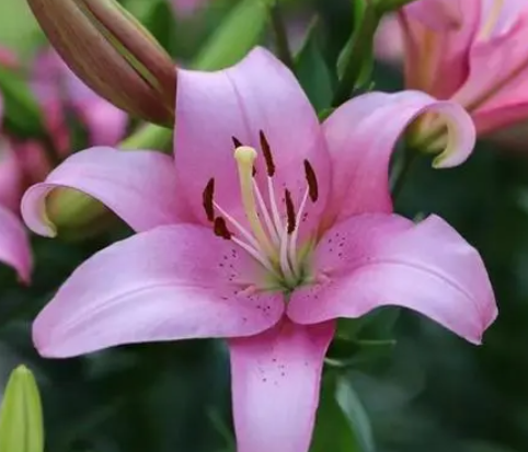 百合花怕晒太阳吗