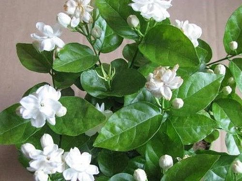 茉莉花耐旱吗