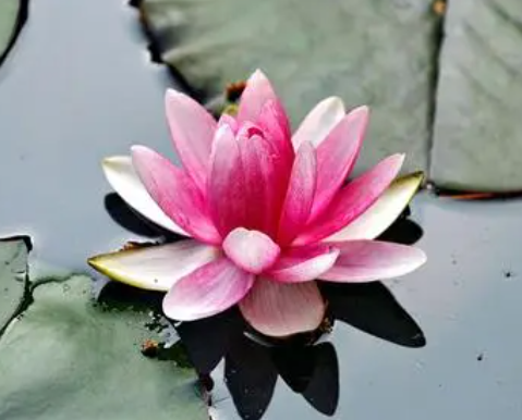 睡莲怎么养才能开花多