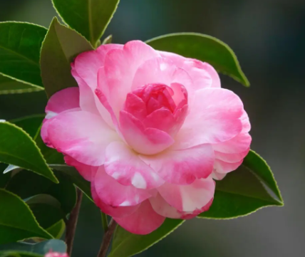 盐水可以浇茶花吗