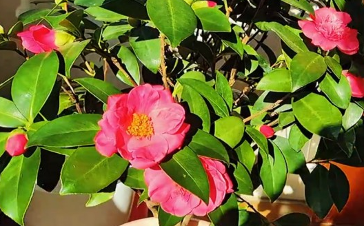 茶花怕晒太阳吗